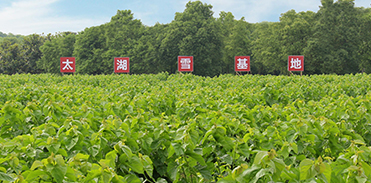 Maulbeergarten